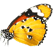 https://pets.symelo.com/wp-content/uploads/2019/08/butterfly.png