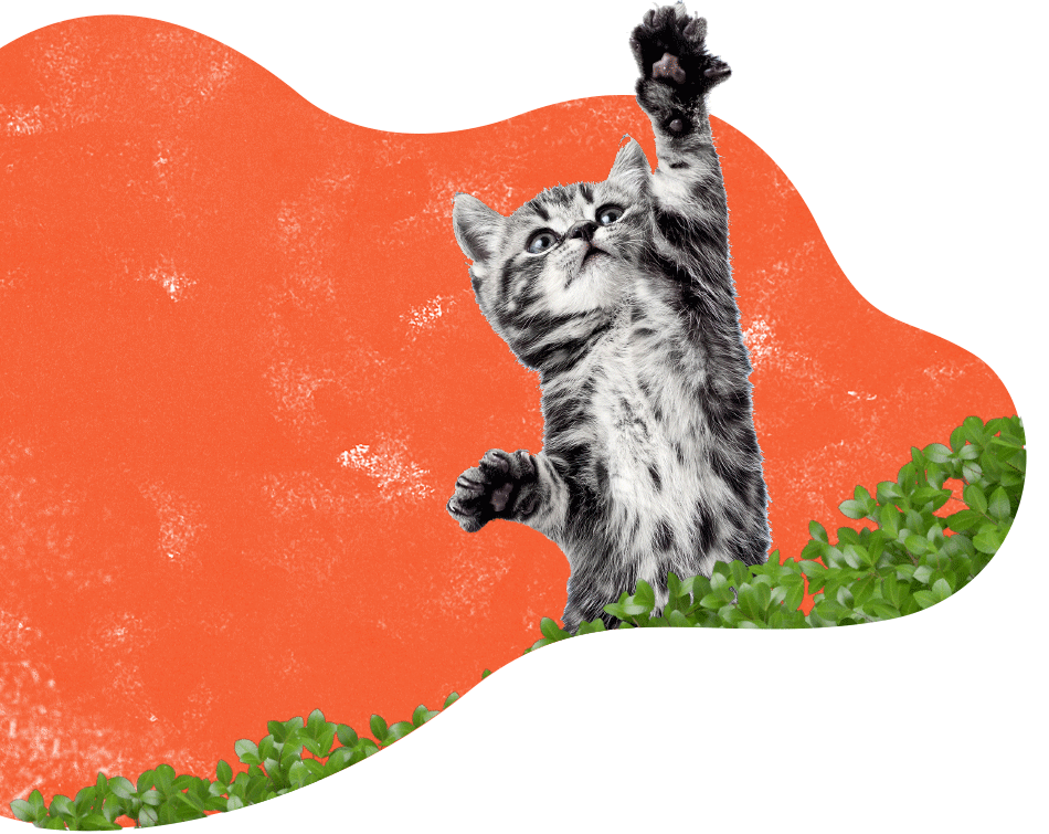 inner_services_cat https://pets.symelo.com/wp-content/uploads/2019/08/inner_services_cat.png