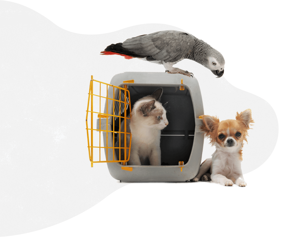 pets_services https://pets.symelo.com/wp-content/uploads/2019/08/pets_services.png